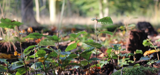 Naturverjüngung - Pommern Natura GmbH